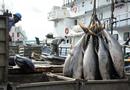 Repos biologique 2026 : la Guinée met à l'arrêt la pêche industrielle pendant deux mois