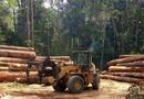 Guinée : coup d’arrêt aux activités liées au bois pour préserver les ressources forestières