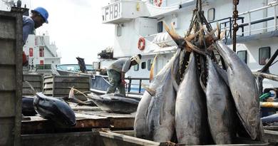 Repos biologique 2026 : la Guinée met à l'arrêt la pêche industrielle pendant deux mois