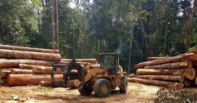 Guinée : coup d’arrêt aux activités liées au bois pour préserver les ressources forestières