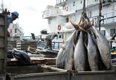 Repos biologique 2026 : la Guinée met à l'arrêt la pêche industrielle pendant deux mois...