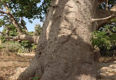 Urgent : Un vieux baobab fait 3 morts à Gbessia...