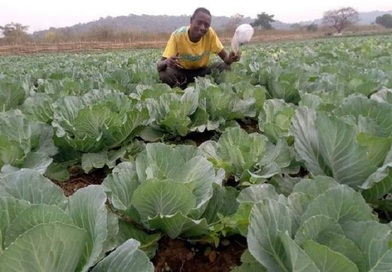 Agriculture : « l’ENAE de Tolo m’a donné une vision pour devenir entrepreneur »  (Mamadou Saïdou Bah)...