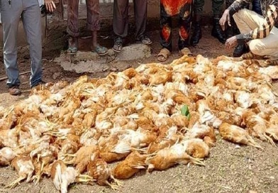 Grippe aviaire en Guinée : « Nous avons constaté qu’il y avait des fermiers qui se cachaient » Mohamed Idriss Doumbouya...