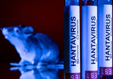 Hantavirus à bord du MV Hondius : une flambée rare fait trois morts et alerte les autorités sanitaires...