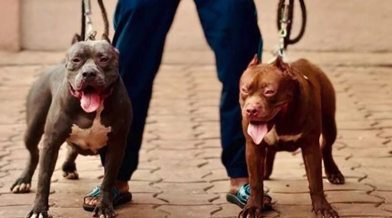 Élevage canin en Guinée de chiens américains, une passion devenue activité professionnelle pour Famany Condé. Élevage canin en Guinée de chiens américains, une passion devenue activité professionnelle pour Famany Condé.