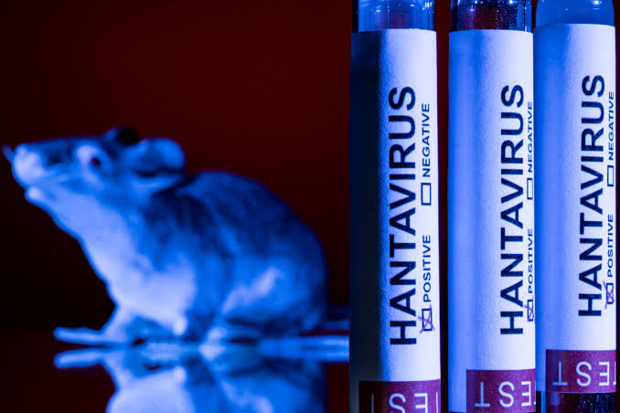 Hantavirus à bord du MV Hondius : une flambée rare fait trois morts et alerte les autorités sanitaires