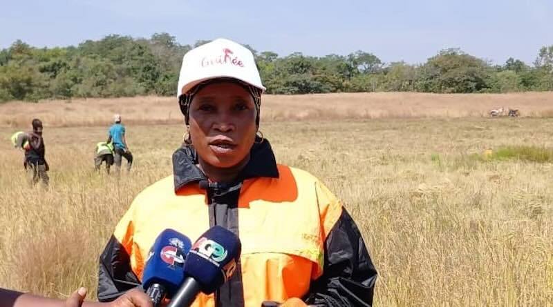 Kankan : Moisson de 50 hectares de riz par Nany Sabougnouma