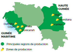 Mangue Zone de production 